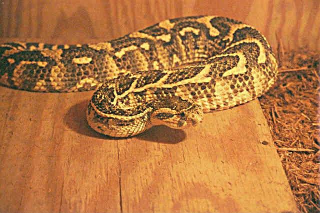 The same Male Puff Adder.jpg [53 Kb]